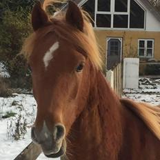 Sportsaraber (A) Skouenbygaards karma khayenne