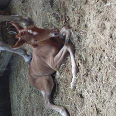 Sportsaraber (A) Skouenbygaards karma khayenne