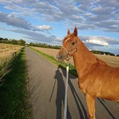 Sportsaraber (A) Skouenbygaards karma khayenne