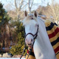 Welsh Partbred (Sec F) Wittegaard's dancing bijou