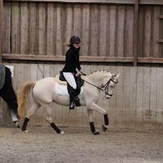 Welsh Partbred (Sec F) Wittegaard's dancing bijou