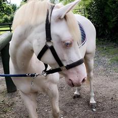 Welsh Partbred (Sec F) Wittegaard's dancing bijou