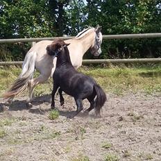Shetlænder silver (solgt) 