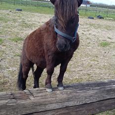 Shetlænder silver (solgt) 