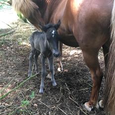 Islænder Muninn fra Kragelund