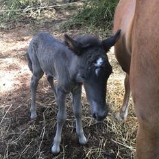 Islænder Muninn fra Kragelund