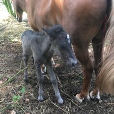 Islænder Muninn fra Kragelund