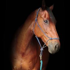 Hollandsk Varmblod W. catsburg