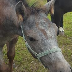 New Forest Harbogaards Cody