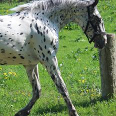 Knabstrupper - Viggo af Thyps -