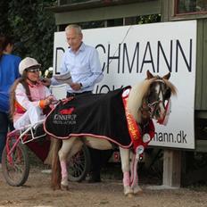 Shetlænder Flaminco *Min Skattebasse<3*