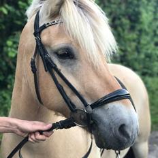 Fjordhest Grangårdens Cashmir