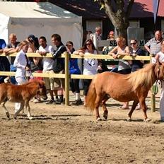 Shetlænder Thorshøjs Bondo