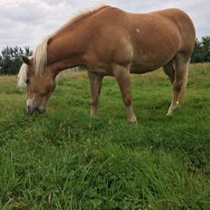 Haflinger Flicka