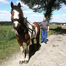Irish Cob Molly 