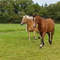 Haflinger Aslak II skovager R.I.P