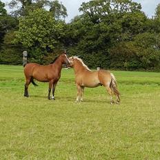 Haflinger Aslak II skovager R.I.P