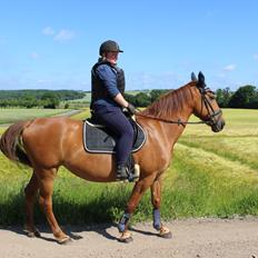 Anden særlig race Mulle