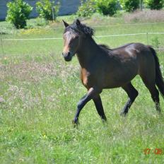 Dartmoor Skovlyets Dario Z