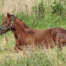 Anden særlig race Fiona