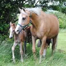 Palomino Monza's Touché