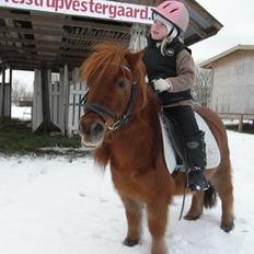 Shetlænder Olfert