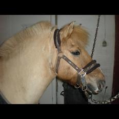 Anden særlig race Frederik