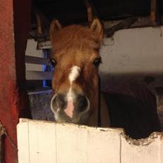 Anden særlig race Frederik