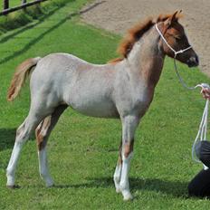 Welsh Mountain (sec A) Melanders Flower Power