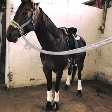 Fuldblod (XX) Jutu ‘solgt’