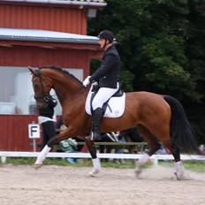 Dansk Varmblod Sky Ebony *Udlånt*