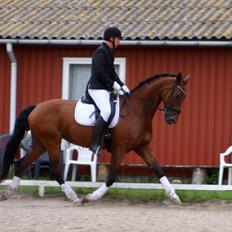 Dansk Varmblod Sky Ebony *Udlånt*