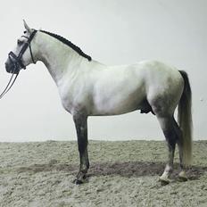 Lusitano Horaga