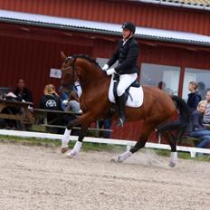 Dansk Varmblod Sky Ebony *Udlånt*