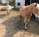 Haflinger Kiwi Elghusets