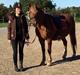 Welsh Cob (sec D) Rudi