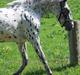 Knabstrupper - Viggo af Thyps -