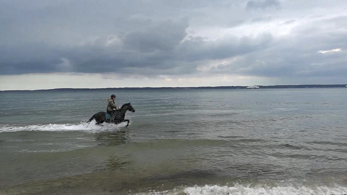 DSP Festina's Chevi *bestie* - et af de bedste øjeblikke i mit liv❤❤ billede 20