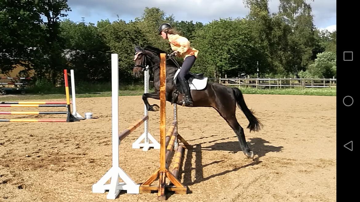 DSP Festina's Chevi *bestie* - 75<3 billede 3