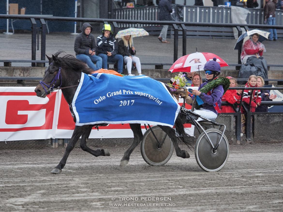 Islænder Una fra Skovbogaard - Oslo Grand Prix 2017 <3 Foto: Trond Pedersen billede 5