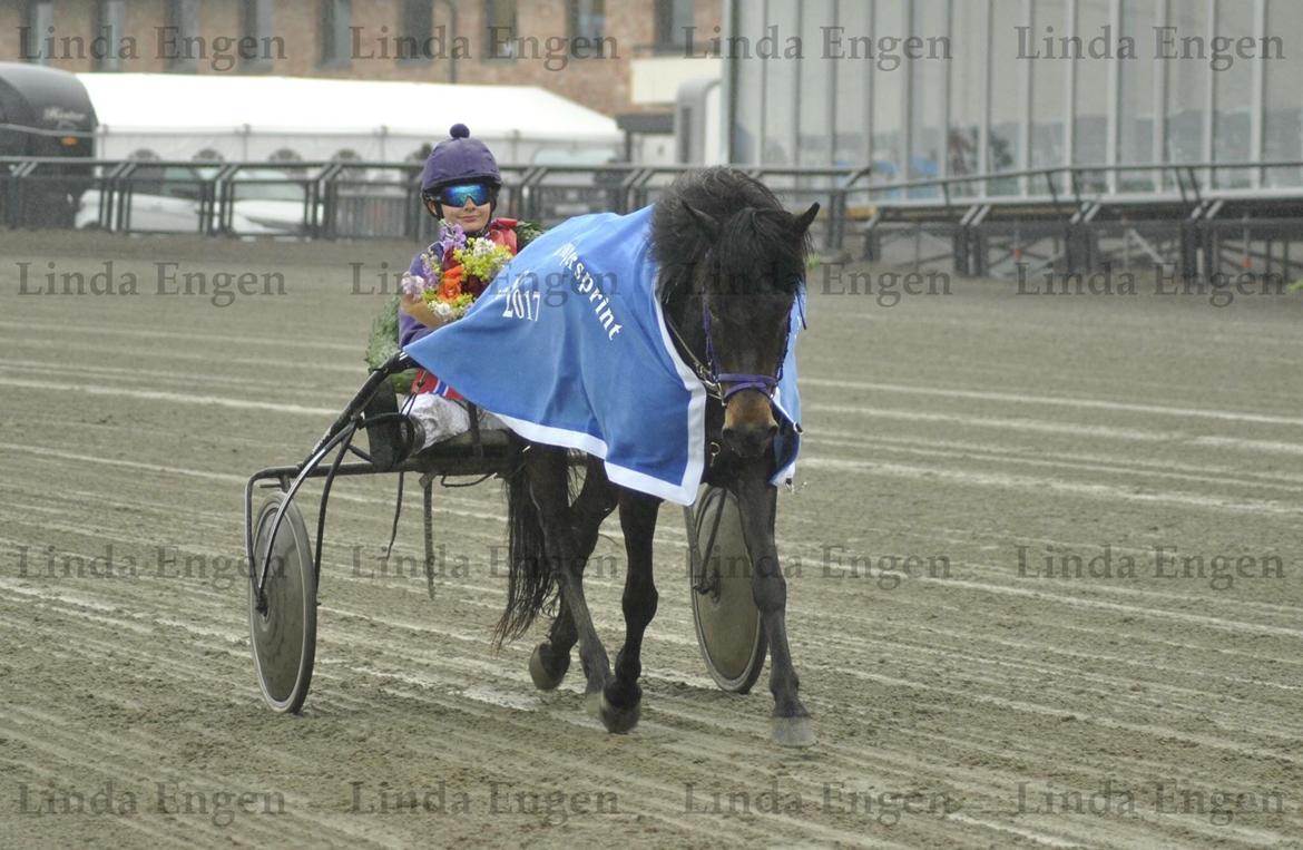 Islænder Una fra Skovbogaard - Oslo Grand Prix Supersprint 2017 <3 Foto: Linda Engen billede 7
