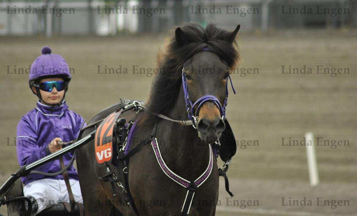 Islænder Una fra Skovbogaard - Opvarmning - OGP Supersprint 2017 - Foto: Linda Engen billede 12