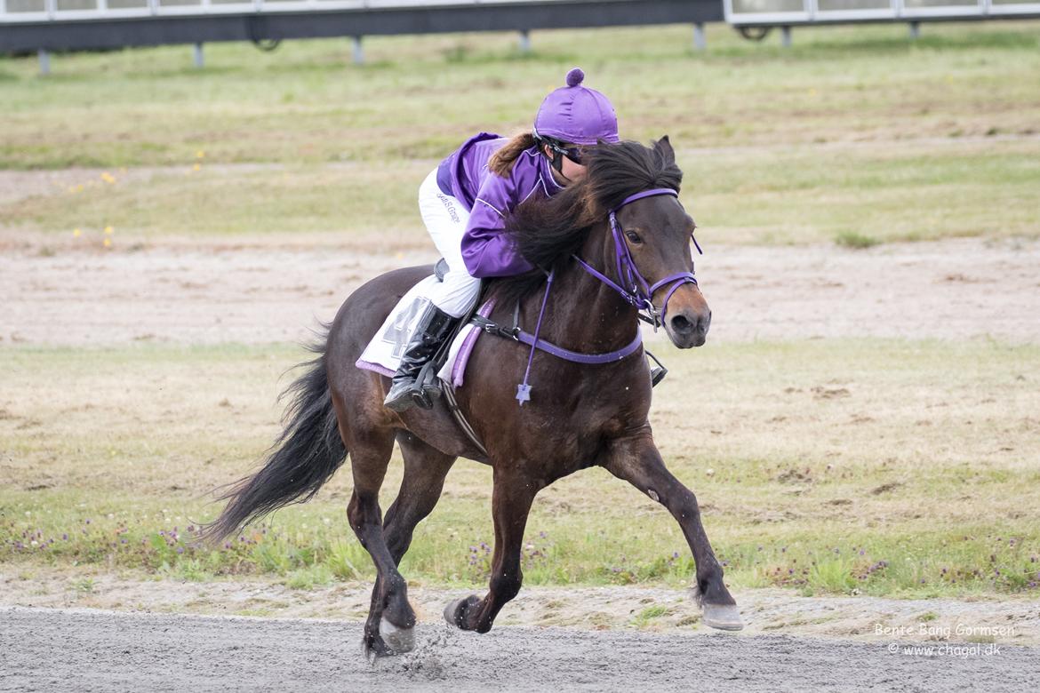 Islænder Una fra Skovbogaard - DM ponymonté 2017 <3  billede 4