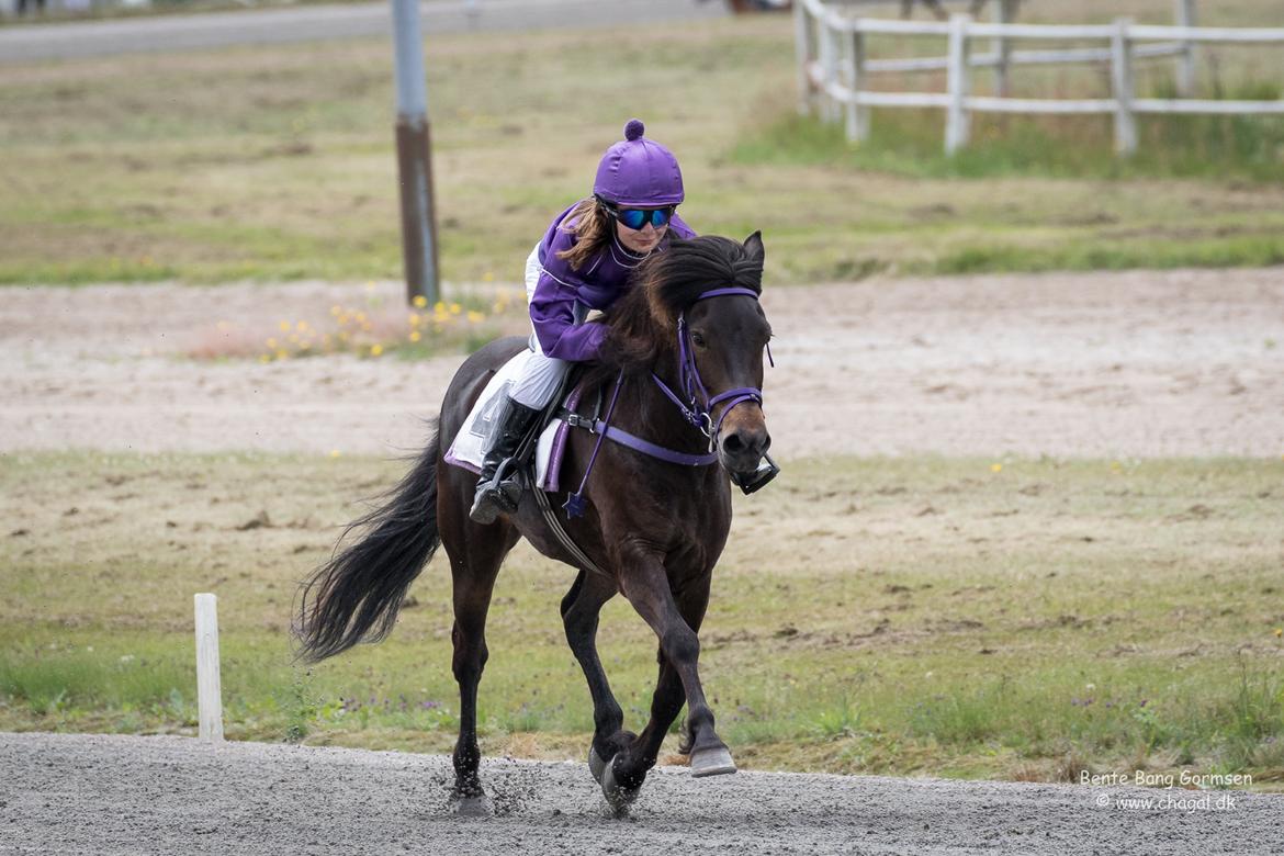 Islænder Una fra Skovbogaard - DM ponymonté 2017 <3 billede 8