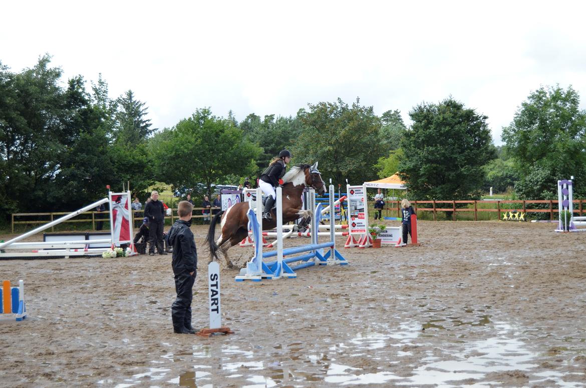 Pinto Elmegårdens Prada - MSH Springdag29/07/2017 billede 13