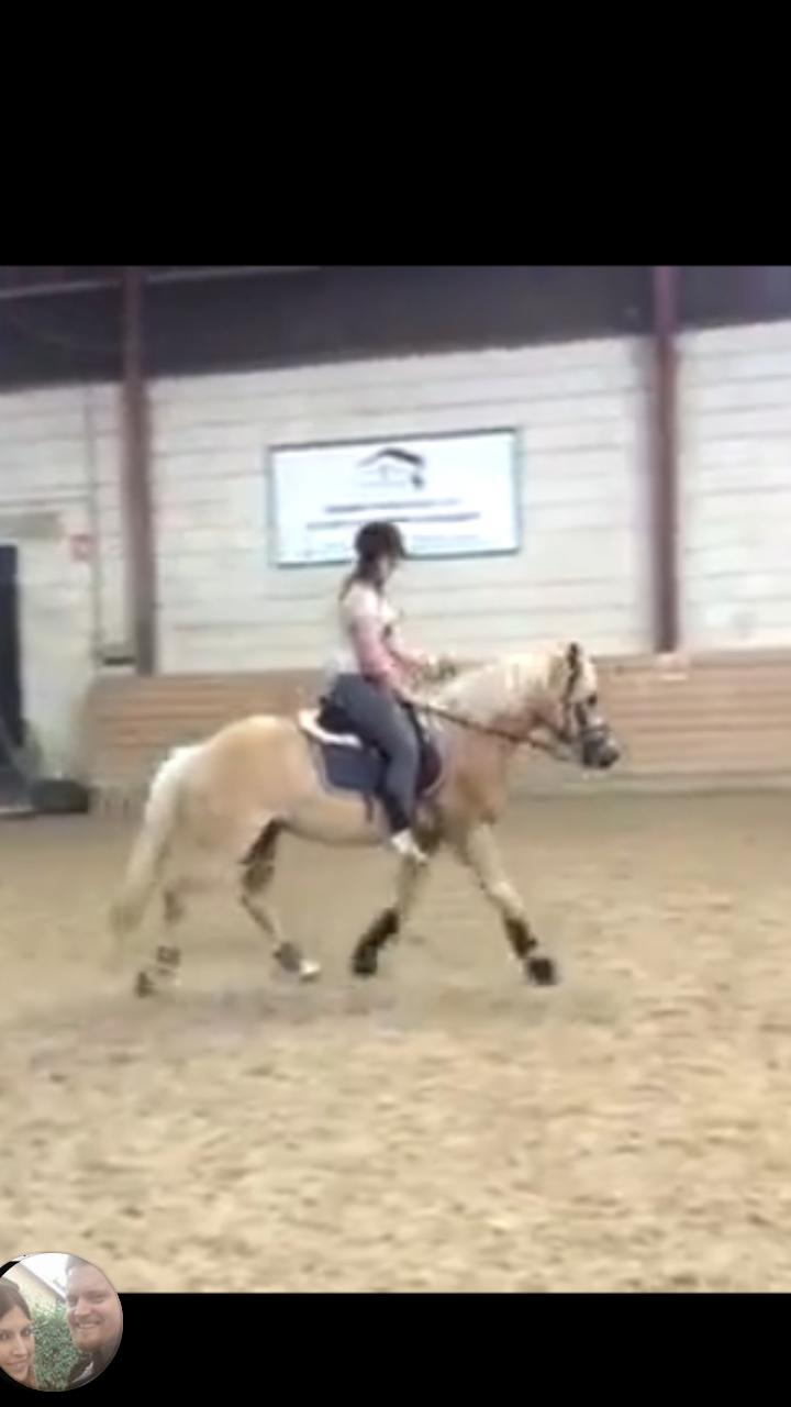 Haflinger Alonzo af åtte bjerge billede 19