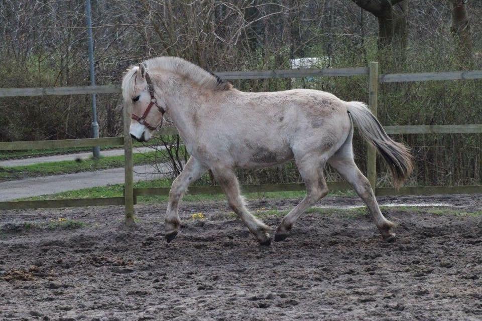 Fjordhest Toftegårdens Ninja <3 billede 15