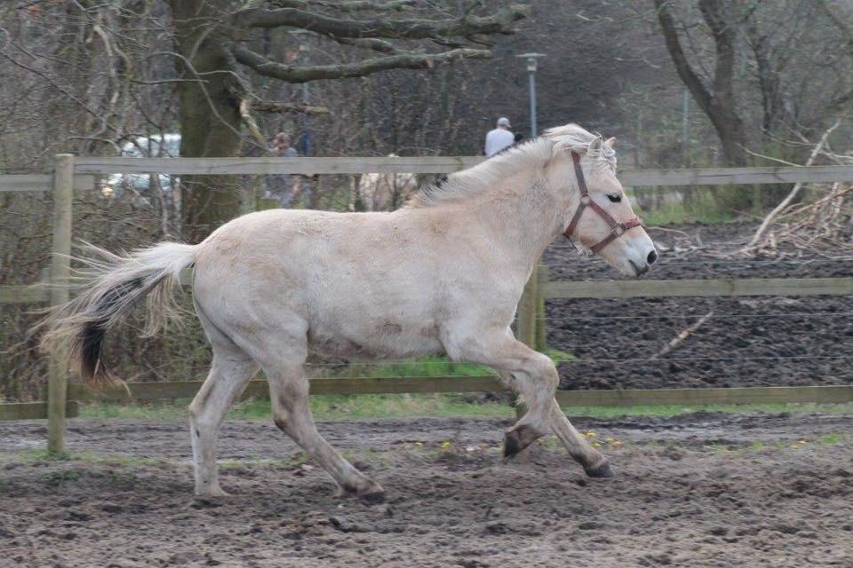 Fjordhest Toftegårdens Ninja <3 billede 16