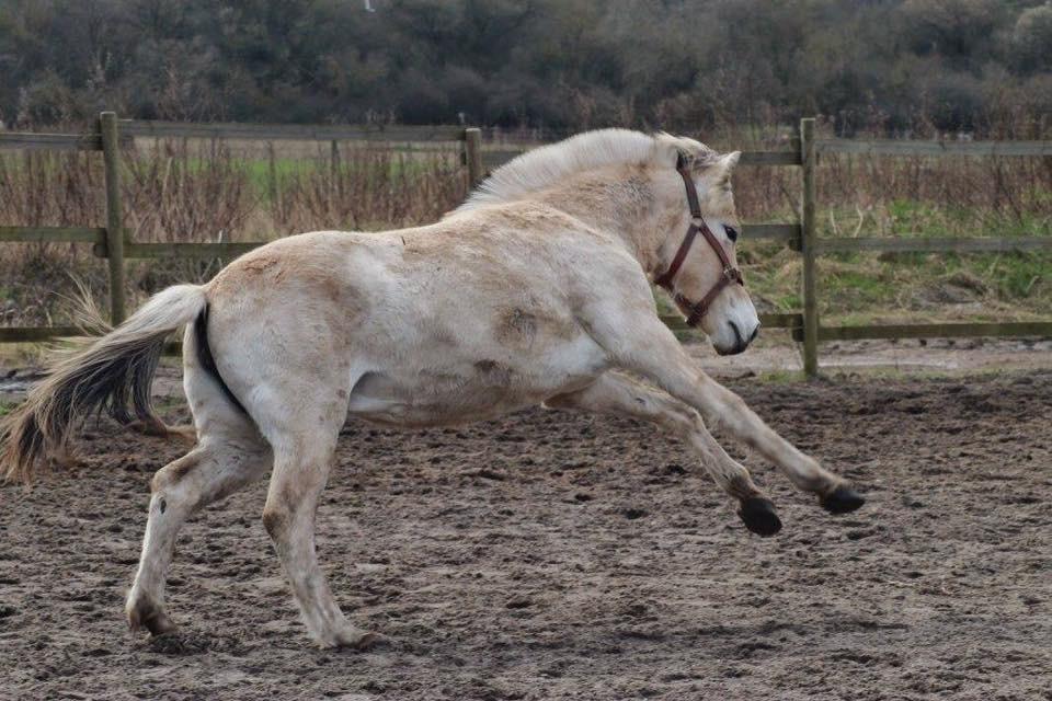 Fjordhest Toftegårdens Ninja <3 billede 18