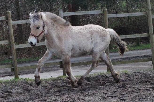 Fjordhest Toftegårdens Ninja <3 billede 19